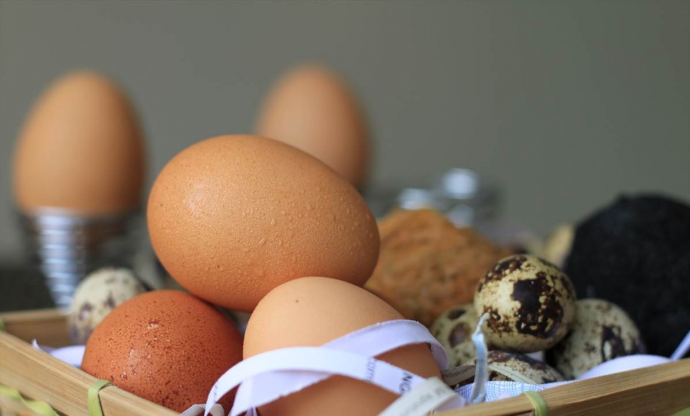 Eggs up. Домашние яйца. Цесарские яйца. Альтернативные яйца. Хранение яиц.