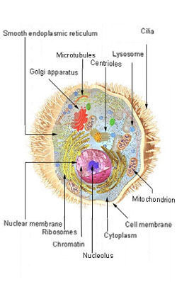 human cell membrane