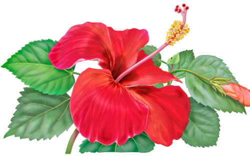 hibiscus