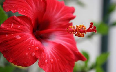 Hibiscus 